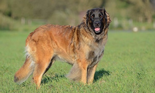 Leonberger - 27-29 Inches