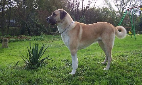 Anatolian Shepherd - 31 Inches