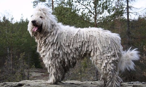 Komondor - 28 Inches