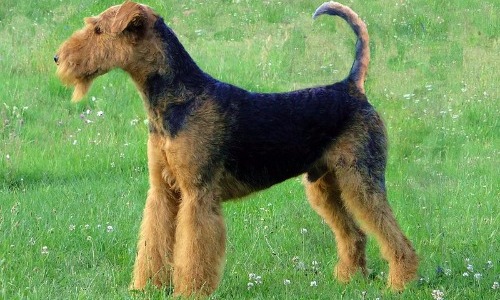 Airedale Terrier - 10 Years