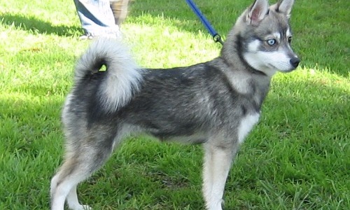 Alaskan Klee Kai