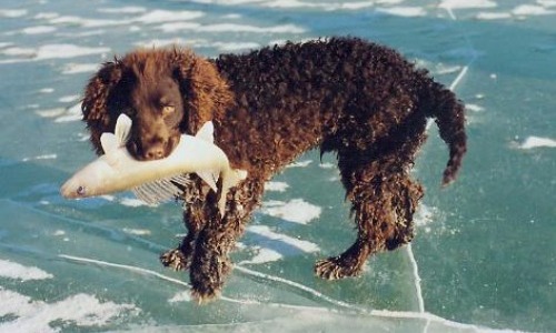 American Water Spaniel - 10 Years