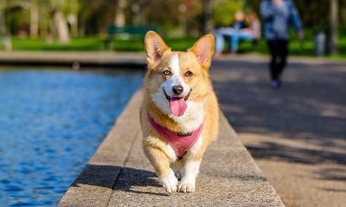 Corgi