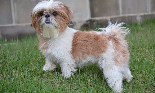 Shih Tzu