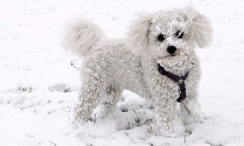 Bichon Frise