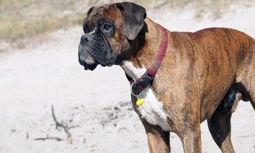 Boxer - 9 Years