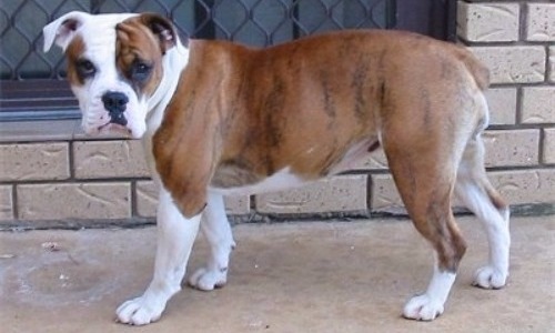 Australian Bulldog - 9 Years