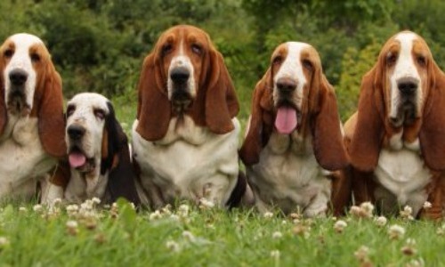 Basset Hound - 10 years