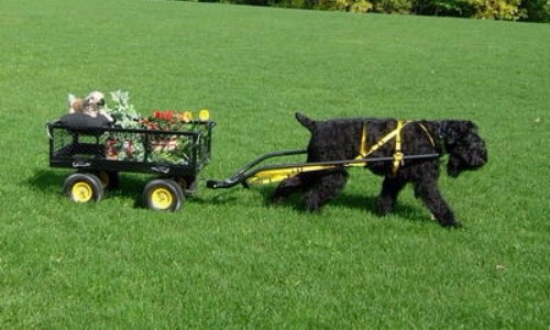Russian Black Terrier - 28-30 Inches