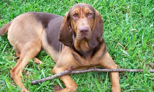 Bloodhound - 11 Years