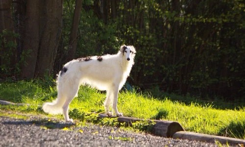 Borzoi - 10 Years