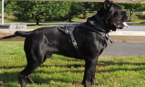 Cane Corso - 11 Years