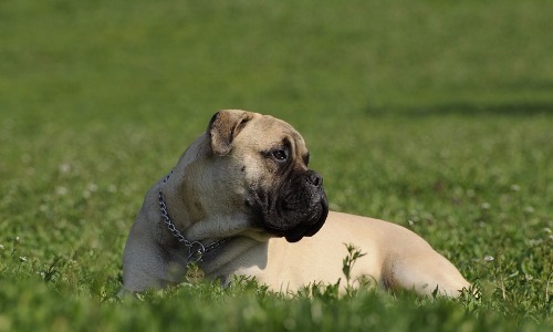 Bullmastiff - 9 Years