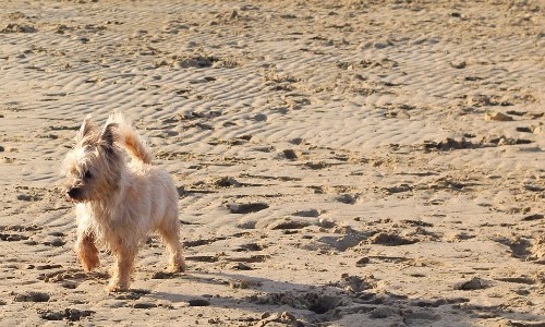 Cairn Terrier