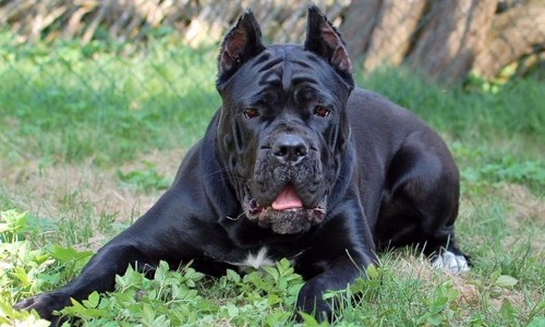 Cane Corso - 24–28 Inches