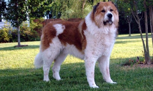 Caucasian Shepherd Dog - 28-30 Inches
