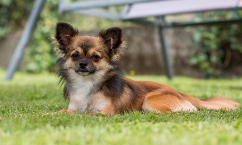 Chihuahua