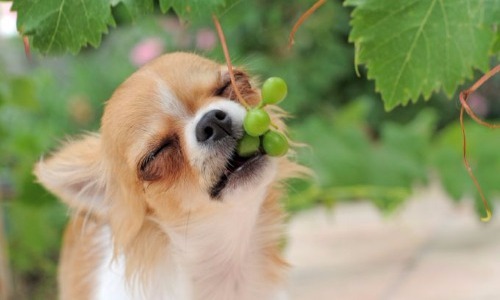 Grapes & Raisins