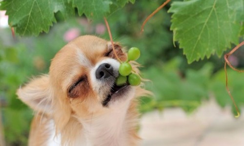 Grapes and Raisins