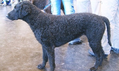 Curly-Coated Retriever - 8 years
