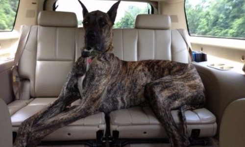 Great Dane - 30–34 Inches