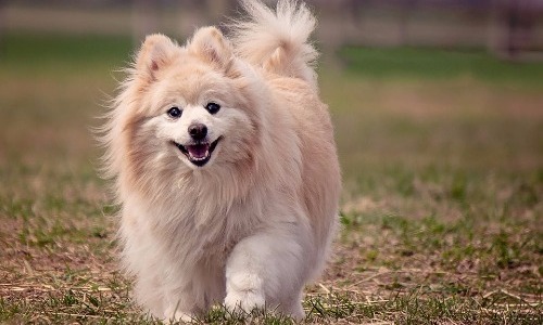 Pomeranian 