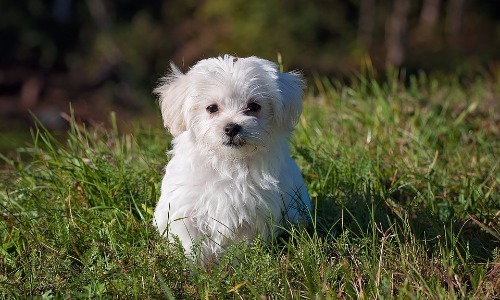 Maltese