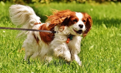 Cavalier King Charles Spaniel