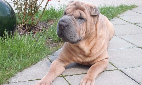 Chinese Shar-Pei - 9 Years