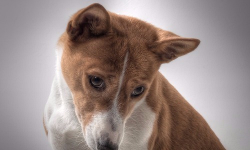 Basenji