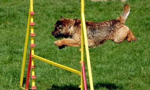 Border Terrier