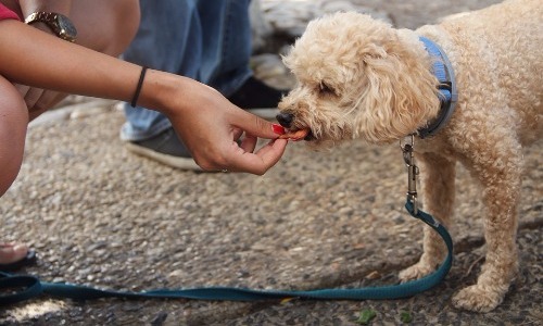 Encouraging Them With Treats instead Of Verbal Reward