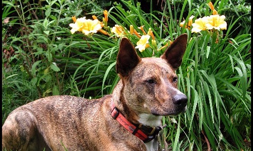 Exposing Them To Dangerous Flowers