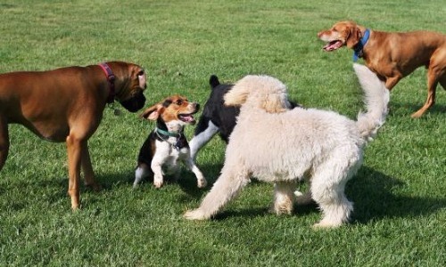 Overcrowded Dog Parks