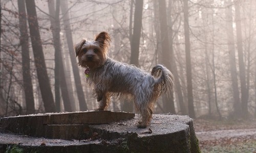 Yorkshire Terrier