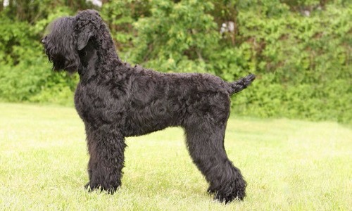 Black Russian Terrier - 10 Years