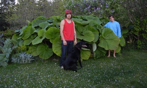 Elephant’s Ear