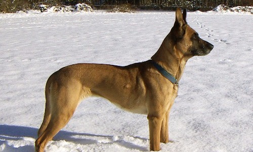 Belgian Malinois - 10 Years