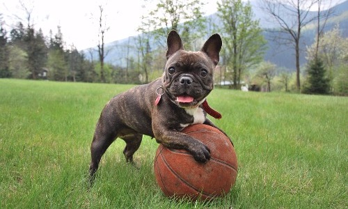 French Bulldog