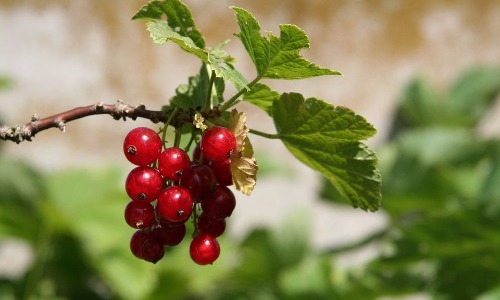 Currants