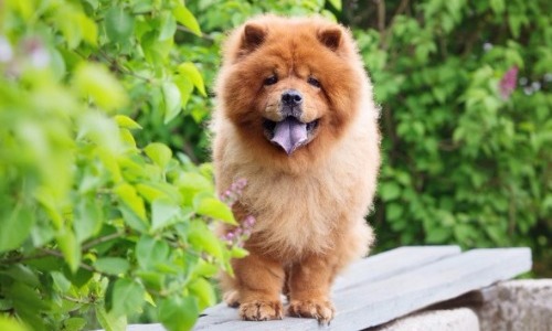 Chow Chow - 8 years