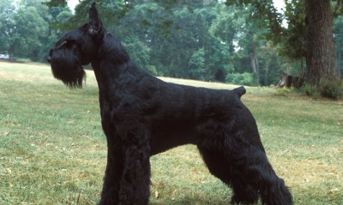 Giant Schnauzer - 26–28 Inches