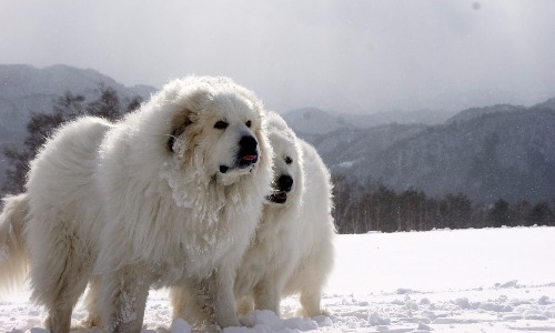 Great Pyrenees - 28–32 Inches
