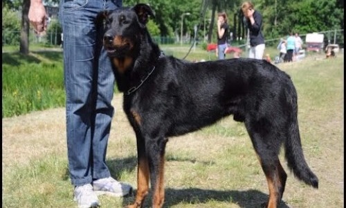 Beauceron - 10 Years