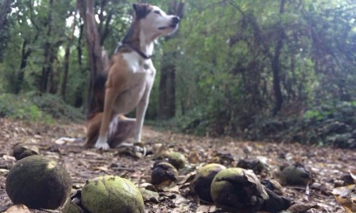 Black Walnuts