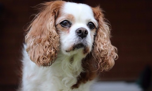 Cavalier King Charles Spaniel - 9 Years