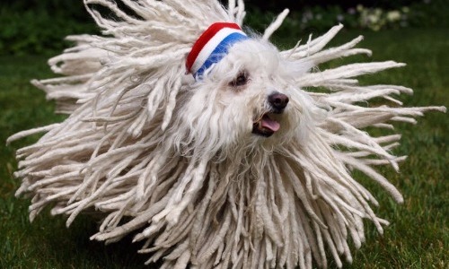 Komondor - $800