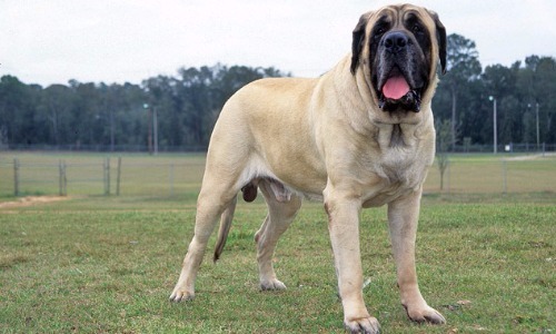 Mastiff - 28–36 Inches