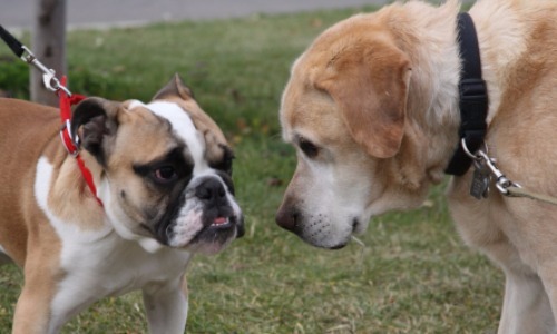 Meeting Other Dogs They Don