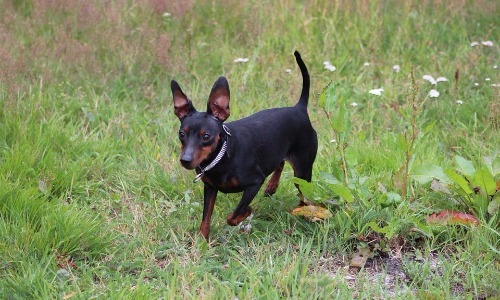 Miniature Pinscher